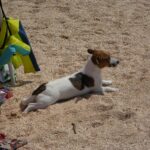 Ostsee Urlaub mit Hund Usedom